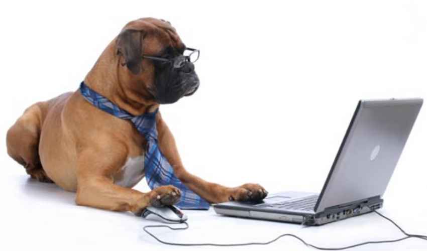 Campagna di iscrizione gratuita all'anagrafe canina