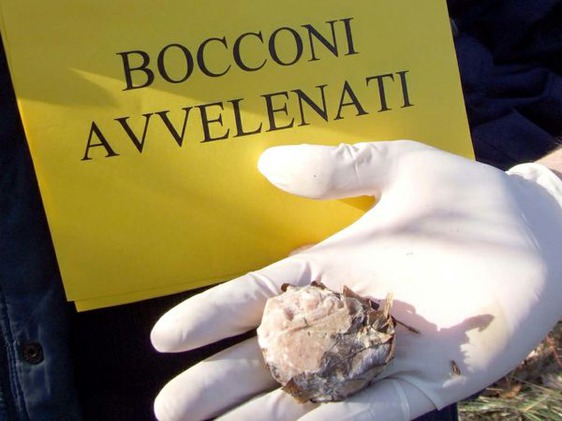 Avviso presenza bocconi avvelenati per cani