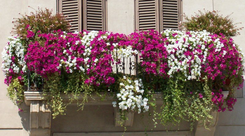 3^ Edizione Concorso “Balcone Fiorito 2019”